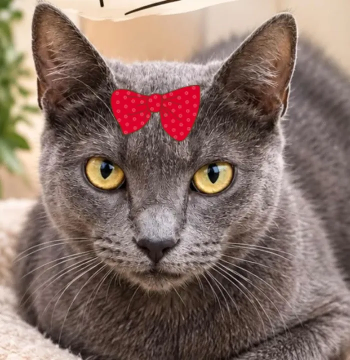 Gato raça SRD-ViraLata idade 1 ano nome Sarah