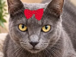Gato raça SRD-ViraLata idade 1 ano nome Sarah