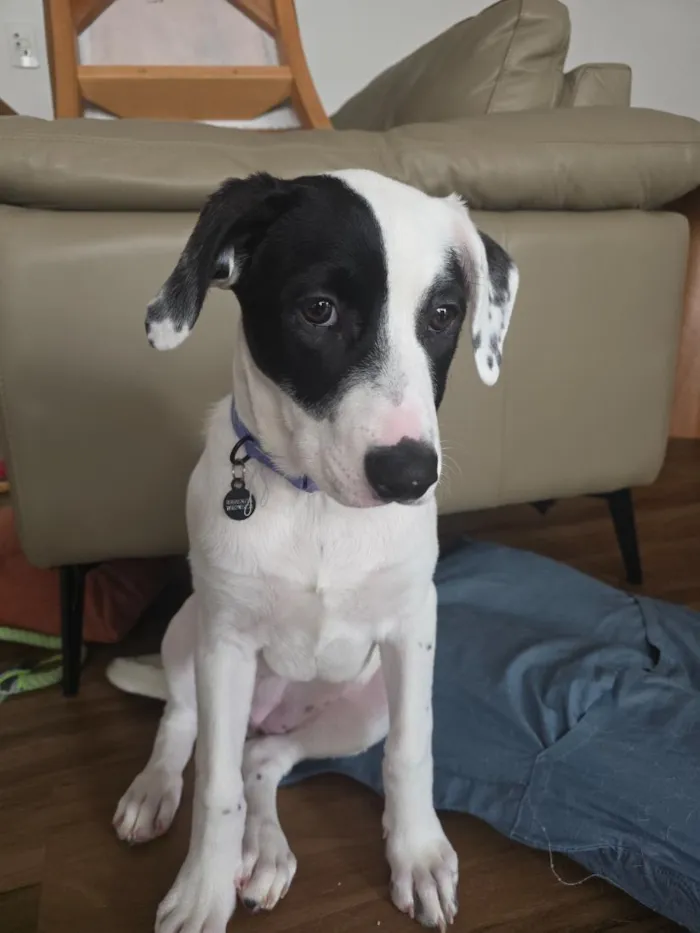 Cachorro raça SRD-ViraLata idade 2 a 6 meses nome Lana