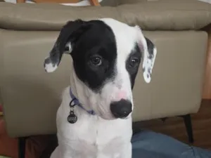 Cachorro raça SRD-ViraLata idade 2 a 6 meses nome Lana