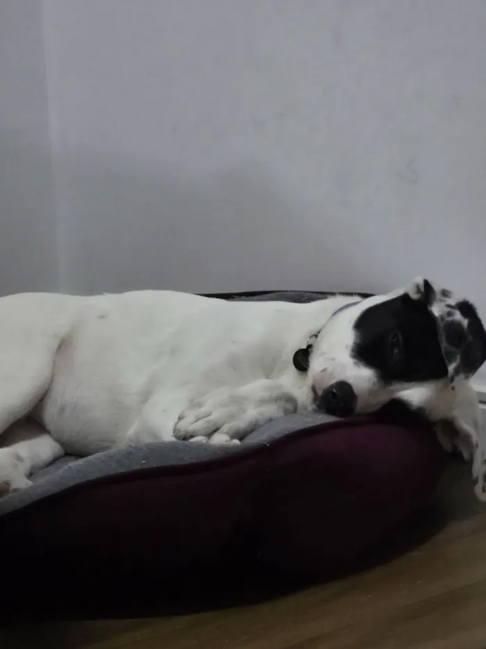 Cachorro raça SRD-ViraLata idade 2 a 6 meses nome Lana