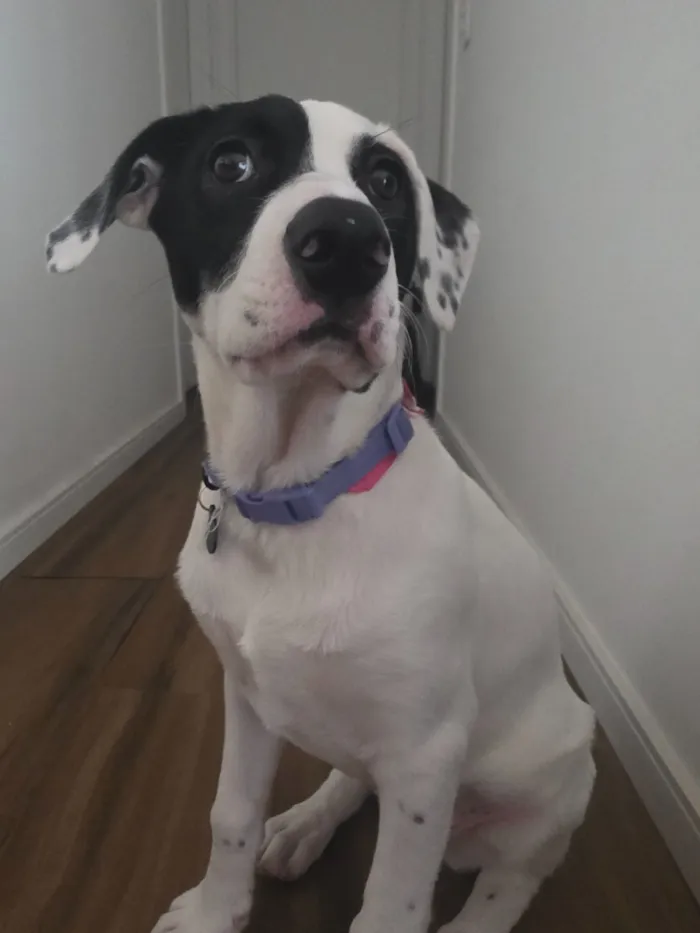 Cachorro raça SRD-ViraLata idade 2 a 6 meses nome Lana