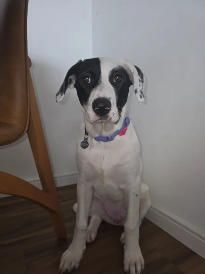Cachorro raça SRD-ViraLata idade 2 a 6 meses nome Lana