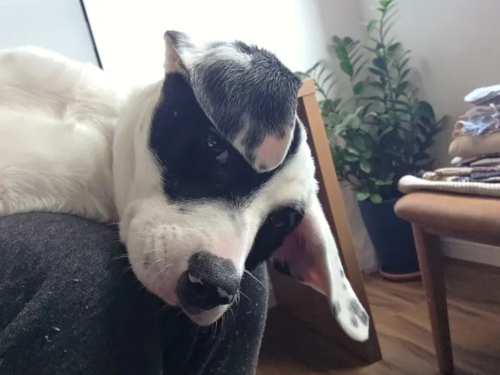Cachorro raça SRD-ViraLata idade 2 a 6 meses nome Lana