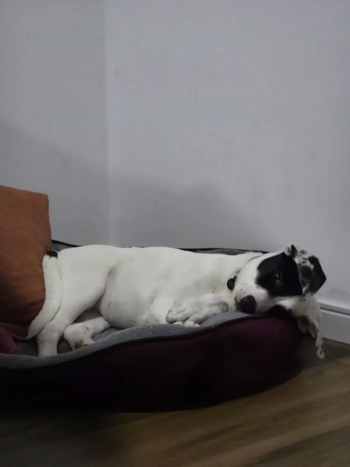Cachorro raça SRD-ViraLata idade 2 a 6 meses nome Lana
