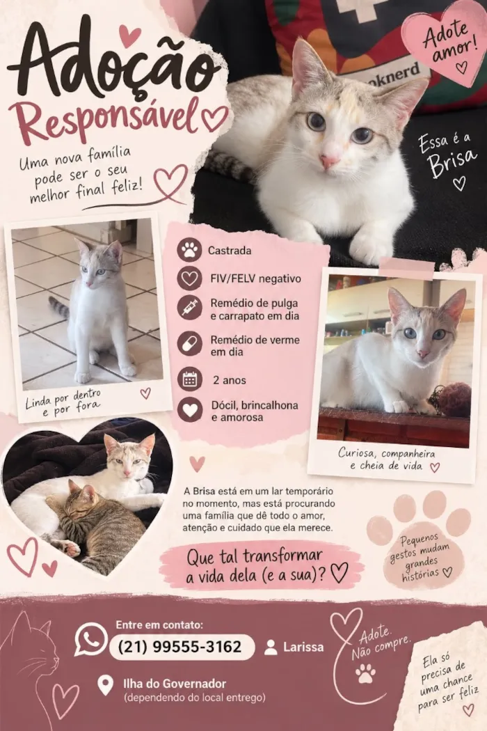 Gato raça SRD-ViraLata idade 2 anos nome Brisa