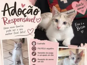 Gato raça SRD-ViraLata idade 2 anos nome Brisa
