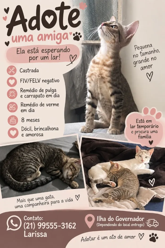 Gato raça SRD-ViraLata idade 7 a 11 meses nome Nala