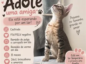 Gato raça SRD-ViraLata idade 7 a 11 meses nome Nala