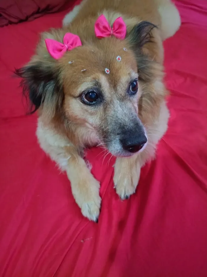 Cachorro raça SRD-ViraLata idade 3 anos nome melody