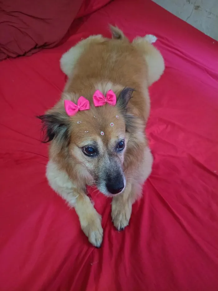 Cachorro raça SRD-ViraLata idade 3 anos nome melody