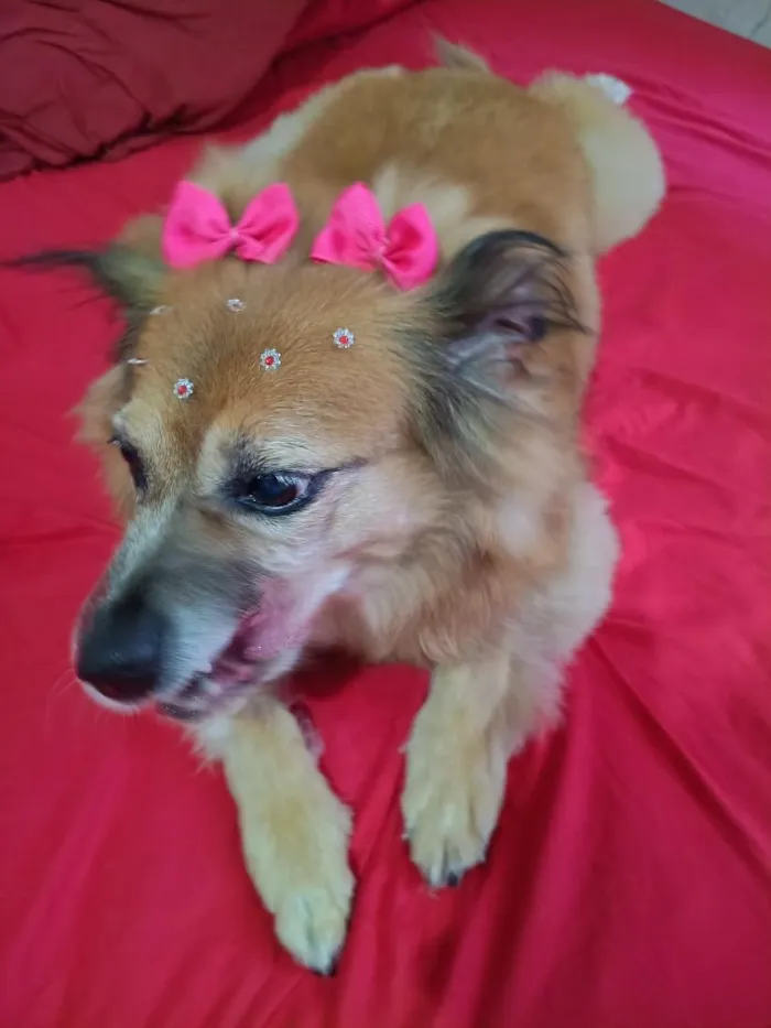 Cachorro raça SRD-ViraLata idade 3 anos nome melody