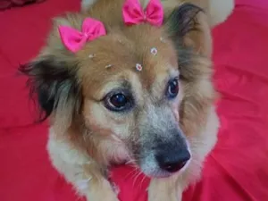 Cachorro raça SRD-ViraLata idade 3 anos nome melody