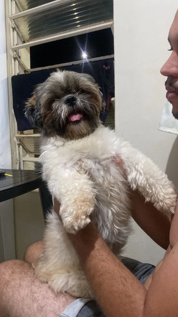 Cachorro raça Shitzu idade 5 anos nome Luke