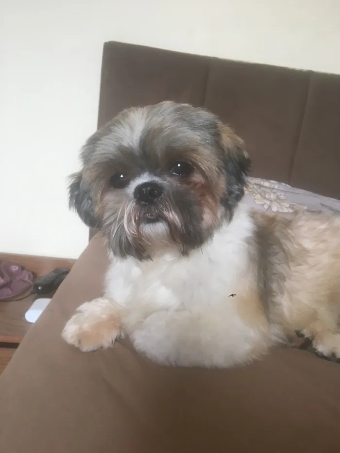 Cachorro raça Shitzu idade 5 anos nome Luke