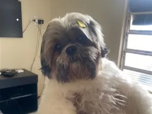 Cachorro raça Shitzu idade 5 anos nome Luke