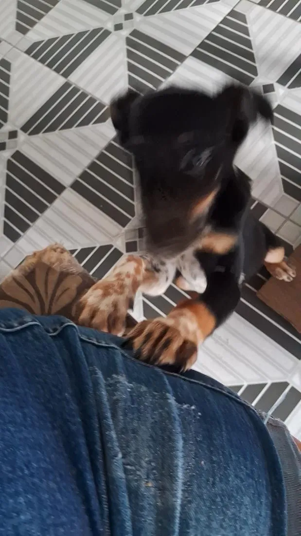 Cachorro raça SRD-ViraLata idade 7 a 11 meses nome zeus