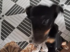 Cachorro raça SRD-ViraLata idade 7 a 11 meses nome zeus