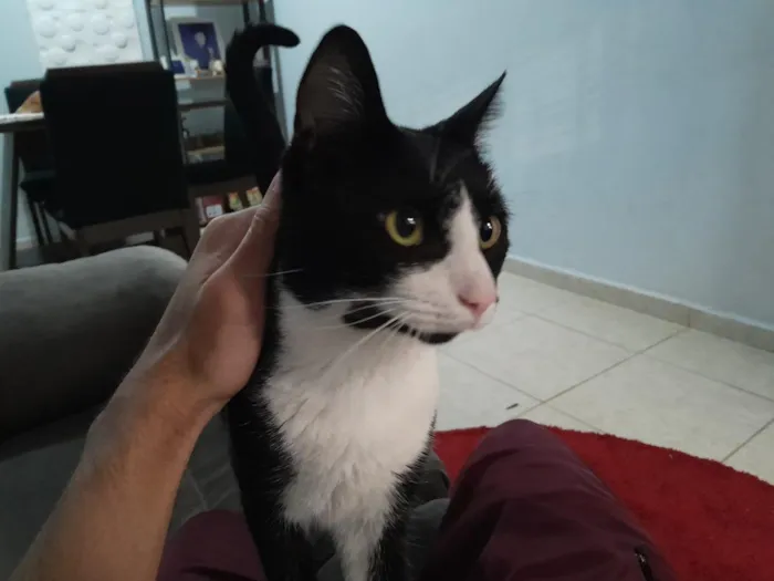 Gato raça SRD-ViraLata idade 1 ano nome Zeca