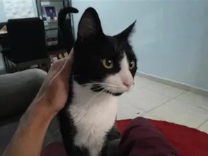 Gato raça SRD-ViraLata idade 1 ano nome Zeca