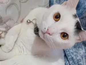 Gato raça SRD-ViraLata idade 1 ano nome Harry