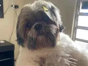 Cachorro raça Shitzu idade 5 anos nome Luke