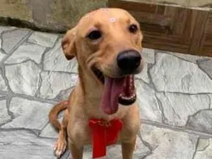 Cachorro raça SRD-ViraLata idade 4 anos nome Bella