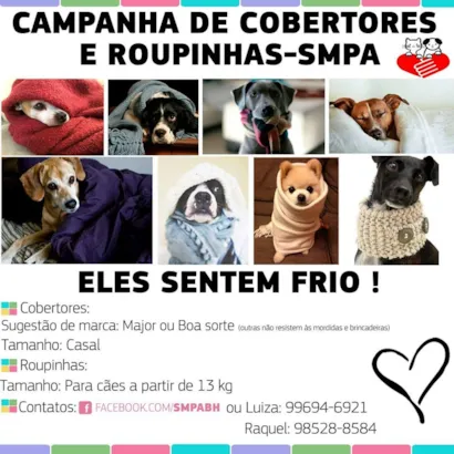 Amor e Aconchego: Campanha de Adoção e Doação de Cobertores em BH!