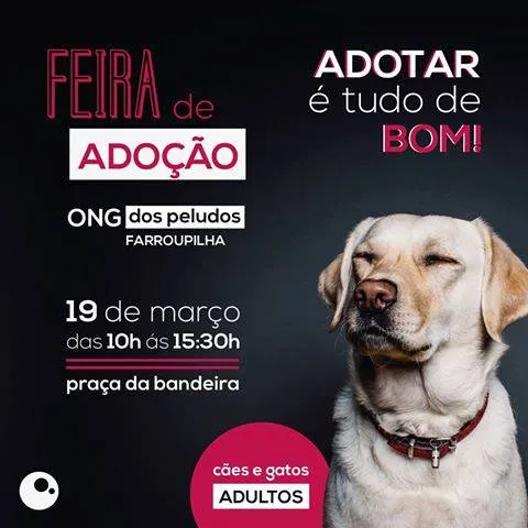 Feira de Adoção em Farroupilha: Encontre Seu Novo Melhor Amigo!