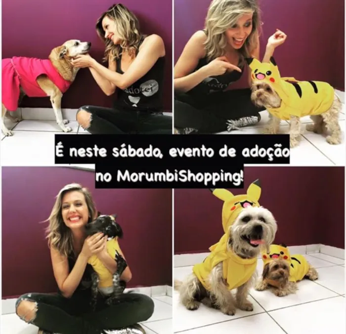 Participe da feira de adoção no Morumbi Shopping das 10h às 17h. Encontre seu novo melhor amigo e ajude a dar um lar a um animal!