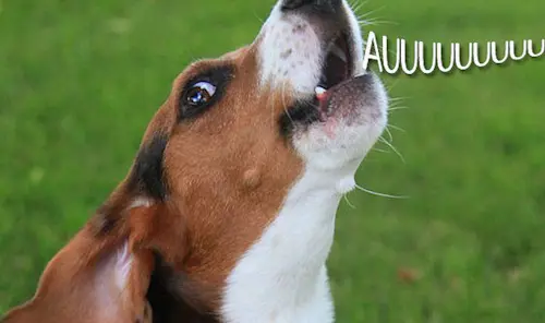 Por quê o cachorro uiva?