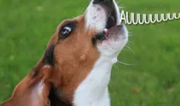 Por que o cachorro uiva?