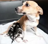 Cadela resgatada adota filhotes de gato