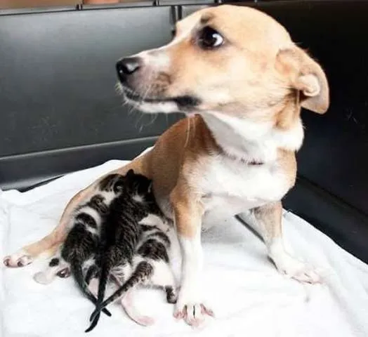 Cadela resgatada adota filhotes de gato e mostra quanto amor tem para dar.