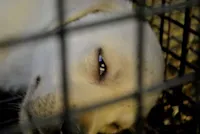 Adoção de animais resgatados