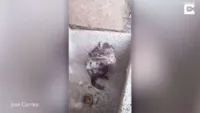 Rato Fofinho e Banhos: Bem-Estar Animal