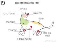 Ronronron: como massagear seu gato.