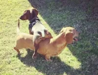 9 cachorros muito MUITO folgados