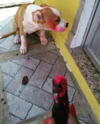 12 Sinais de que Seu Cachorro Te Engana