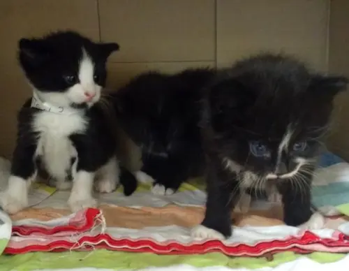 Motorista de ônibus fica surpreso ao encontrar três gatinhos a bordo e acaba os ajudando.