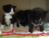 Motorista ajuda gatinhos encontrados no ônibus