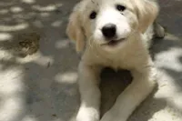 Adoção de animais em SC