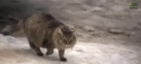 Gata de rua salva bebê do frio