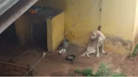 Cachorro Resgatado de Maus-Tratos