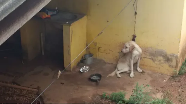 Cachorro vítima de maus-tratos é resgatado após ficar amarrado em janela.