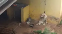 Cachorro vítima de maus-tratos é resgatado após ficar amarrado em janela.