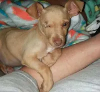 Cachorro encontrado em lata de lixo