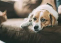 Adoção de Cão Resgatado
