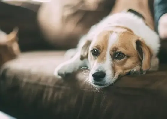 “Acho difícil sobreviver”, diz mulher que resgatou cão brutalmente agredido.