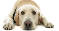 Carne de Cachorro nas Olimpíadas